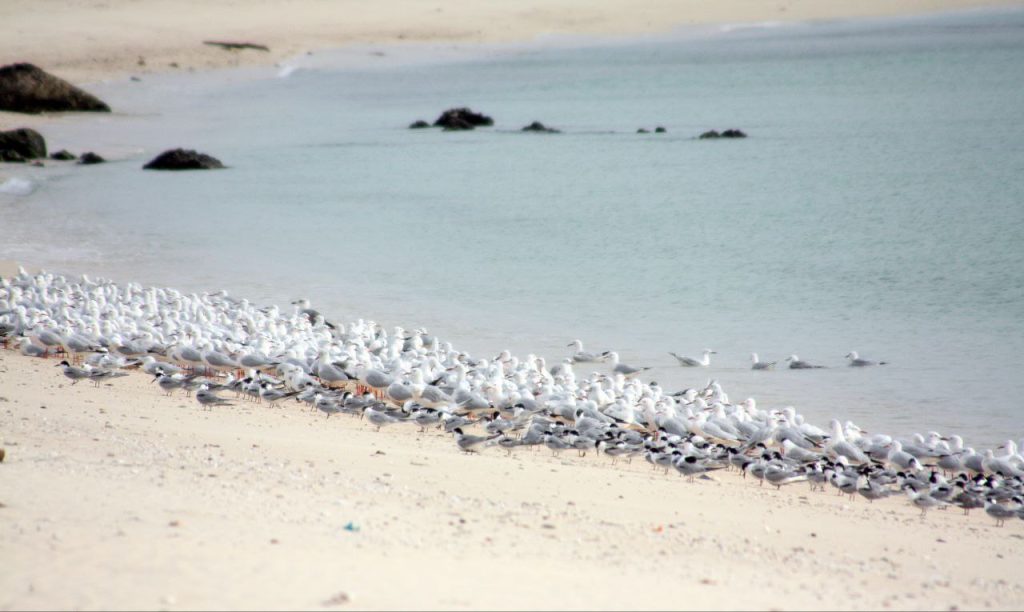 shore of bumusa Island